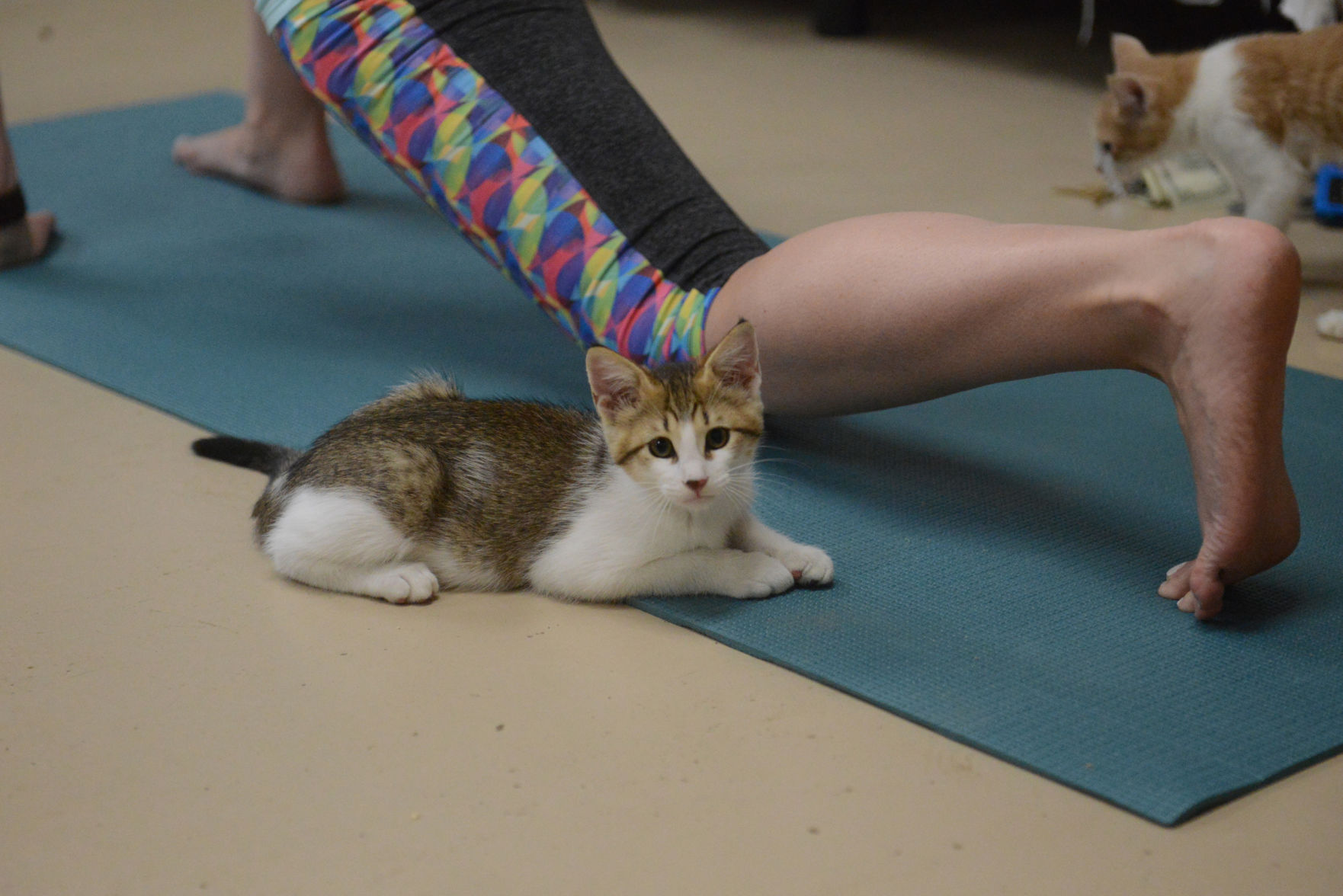 Cat Yoga at Aggieland Humane Society